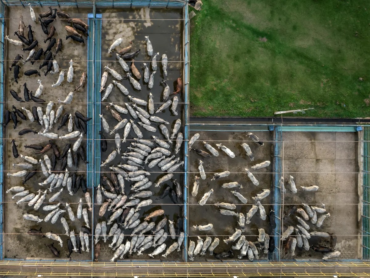 ​World’s largest meat company faces legal challenge over green credentials of $6bn global expansion