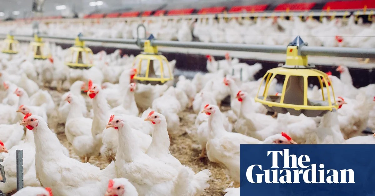 Industrial chicken farming accelerating spread of diarrhoea bacteria, study finds