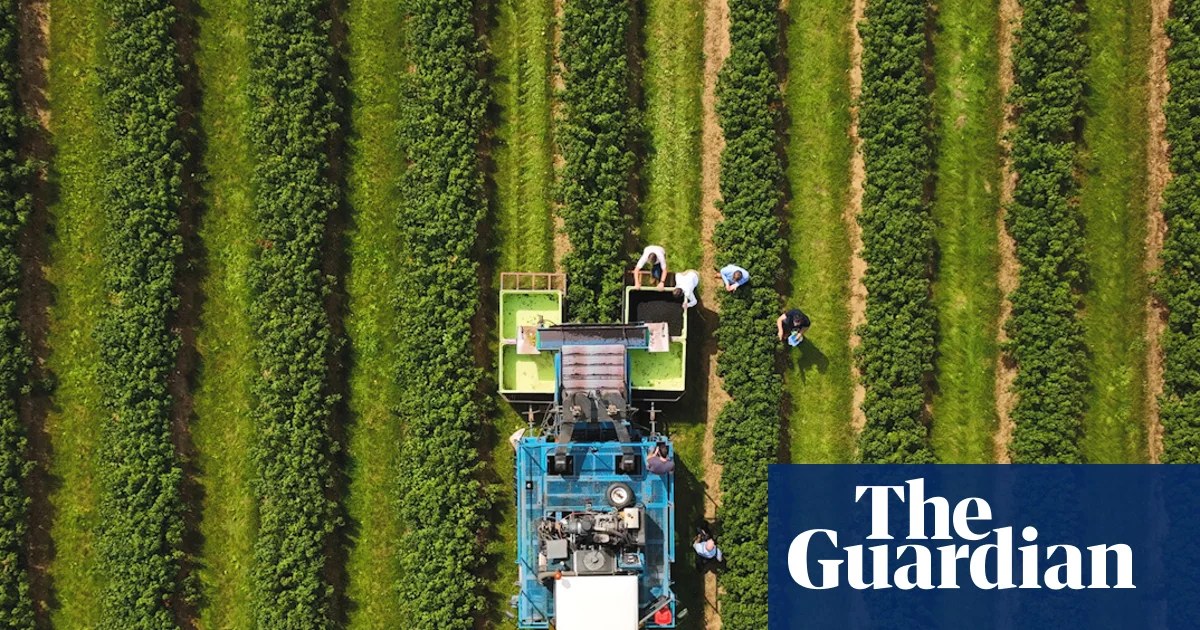 Ribena owner invests in helping blackcurrants withstand extreme weather
