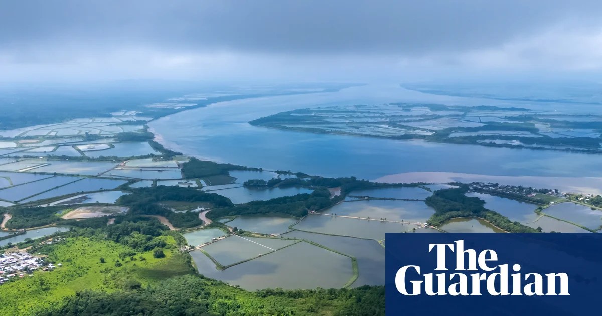 How the world’s voracious appetite for shrimp is destroying Ecuador’s mangroves