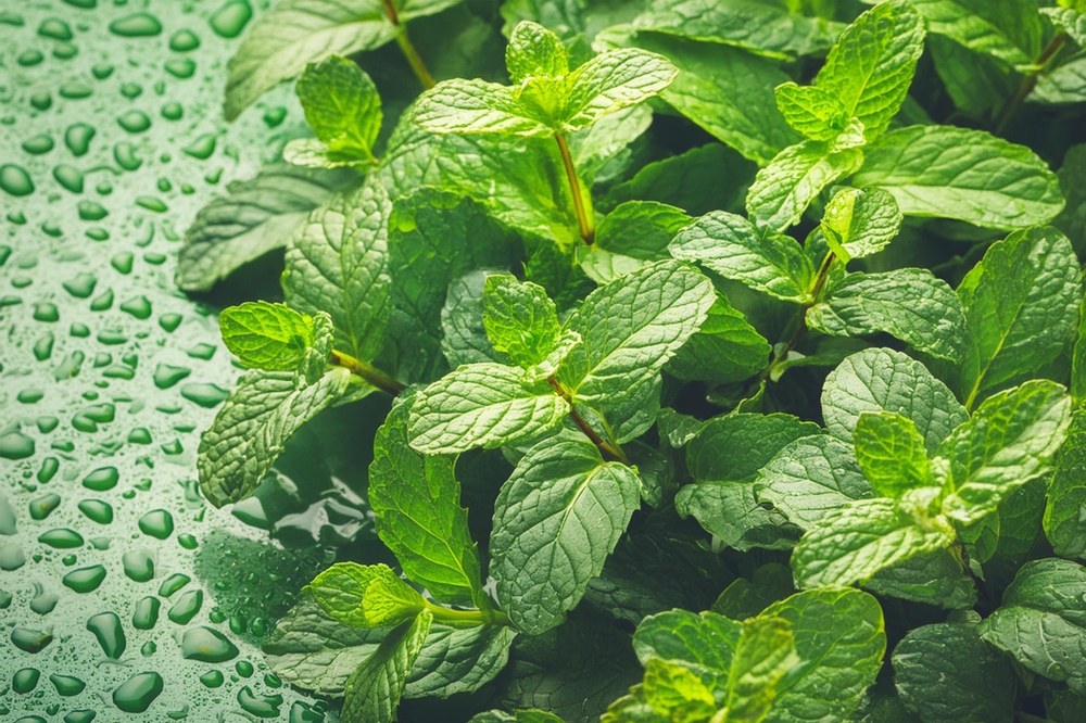 Keep It Short & Sweet With MINT