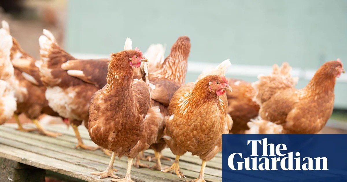 Poultry sector growth plan risks UK national security, campaigners warn
