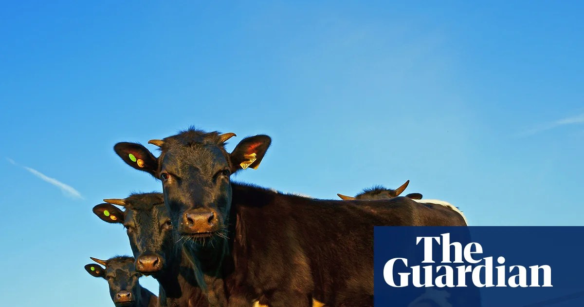 ‘British food will disappear’: trade deal after Brexit is hitting UK farmers hard