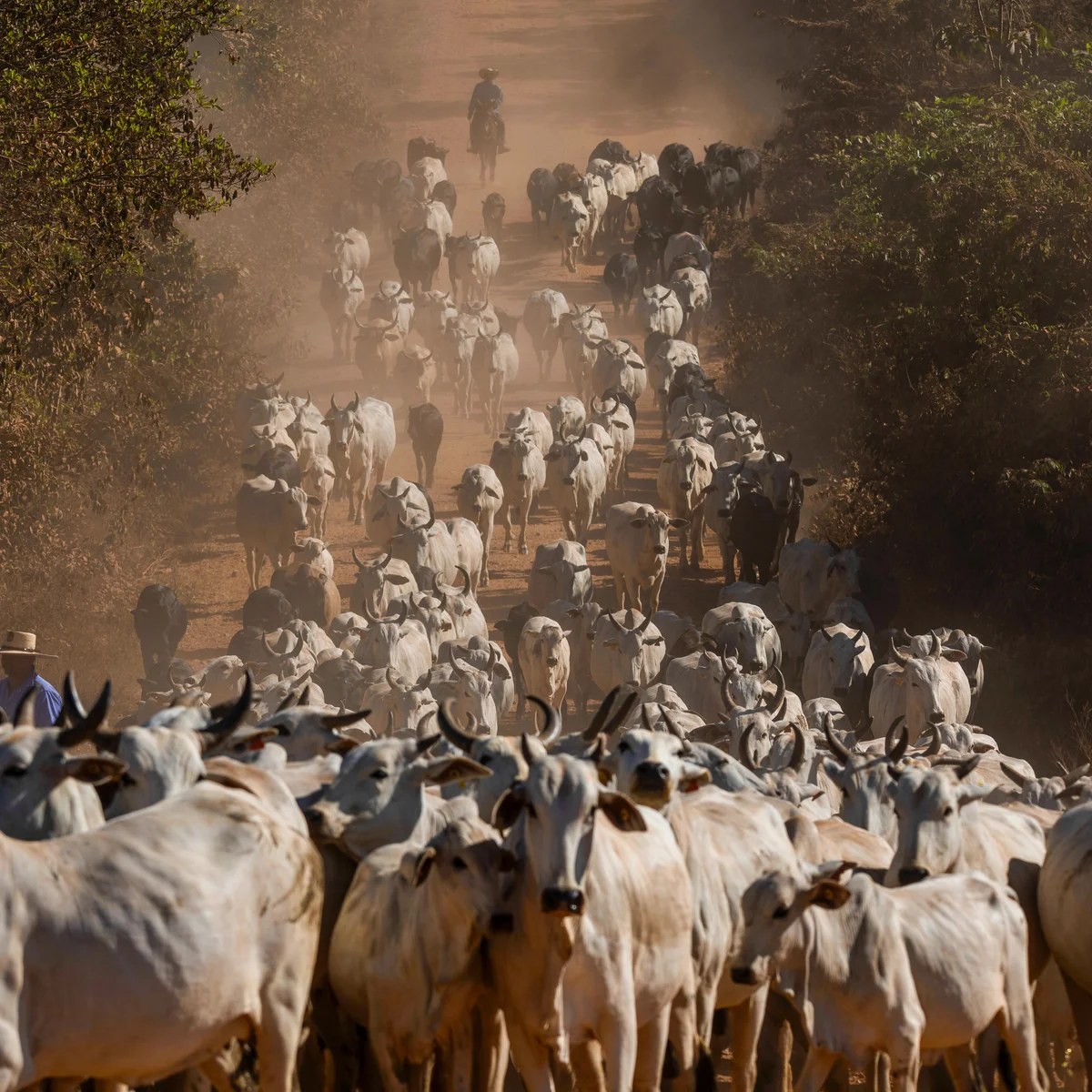 UK urged to ban imports of Brazilian meat over health concerns